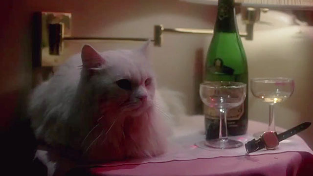 Modern Problems - longhair white cat sitting on bedside stand with champagne and glasses