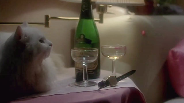 Modern Problems - longhair white cat sitting on bedside stand with champagne and glasses