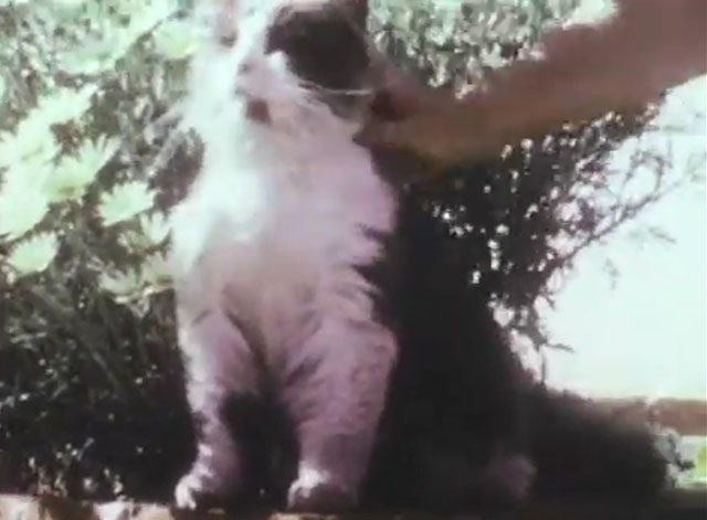 Mother Mack's Puppies Find Happy Homes - grey and white longhair cat Puss 'n Boots being petted