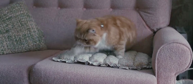 Mr. Pip - orange and white tabby exotic shorthair getting off couch