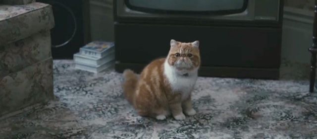 Mr. Pip - orange and white tabby exotic shorthair sitting on floor