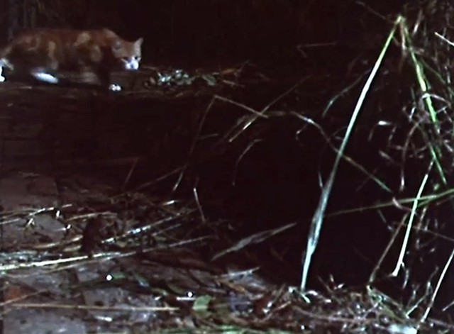 Mushrooms - orange and white tabby cat stalking chickens in coop