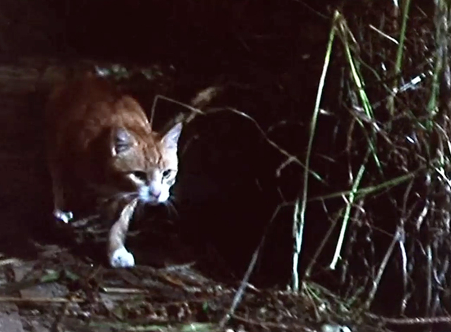 Mushrooms - orange and white tabby cat stalking chickens in coop