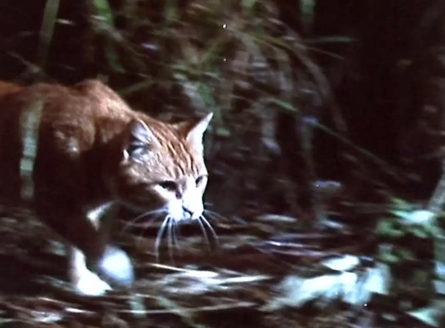 Mushrooms - orange and white tabby cat stalking chickens in coop