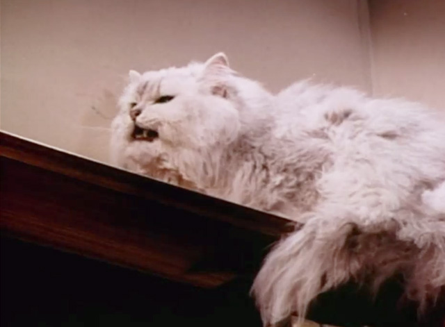 My Dog, the Thief - white Persian cat Cleopatra on shelf