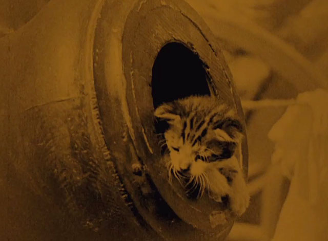 Napoleon - tiny tabby kitten inside cannon