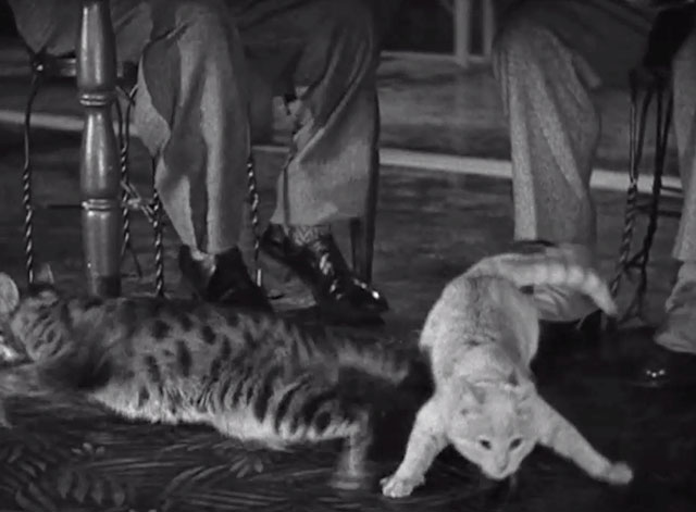 The Naughty Nineties - two tabby cats scrambling under table