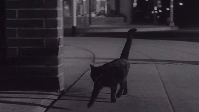 The Night Walker - black cat running down sidewalk at night