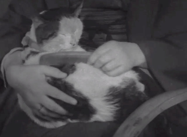 No Blood Relation - white and tabby cat being brushed in lap