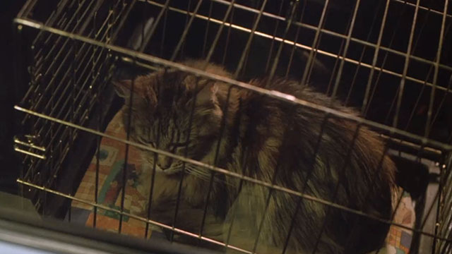 Notes on a Scandal - longhair brown tabby cat Portia sitting in wire cage