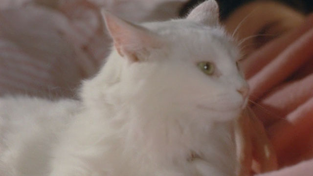 Nothing but the Best - white longhair cat close