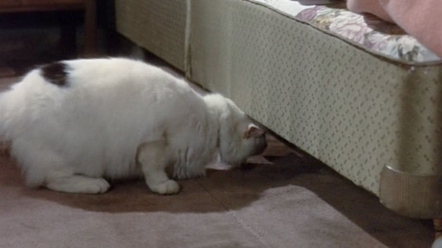 Nothing but the Best - white longhair cat with black markings crawling beneath bed