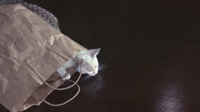 No Way to Treat a Lady - white cat Diddiwam poking head out of paper bag