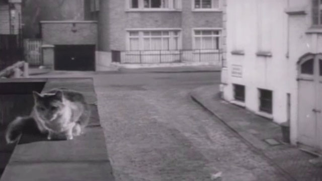 Nowhere to Go - longhair calico cat sitting on wall on building