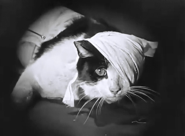 Now You Tell one - tuxedo cat wrapped in bandages close