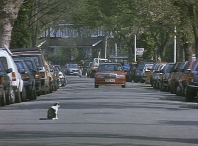 Nuns on the Run - gray and white cat sitting in road as car approaches