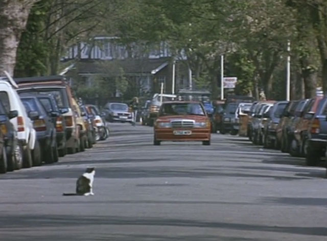 Nuns on the Run - gray and white cat sitting in road as car approaches