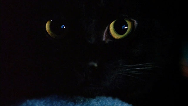 Office Killer - extreme close up of black cat