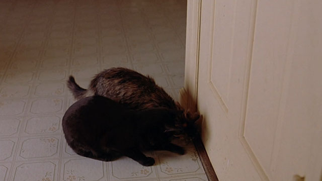 Office Killer - longhair brown tabby and black cat looking at door to basement