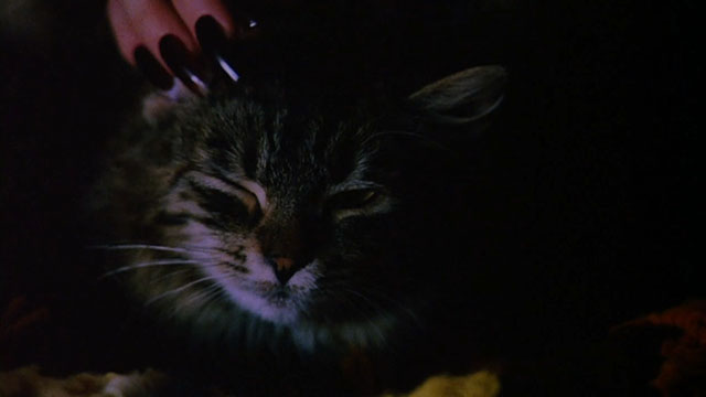 Office Killer - longhair brown tabby cat being petted by dead person