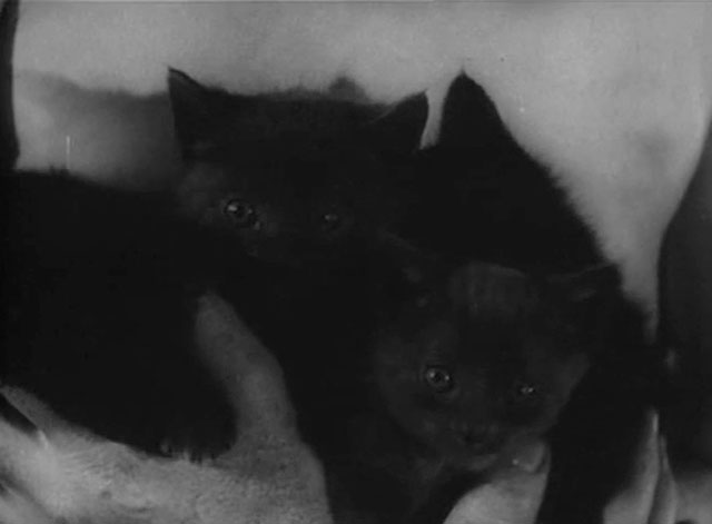 One Body Too Many - close up of armful of black kittens