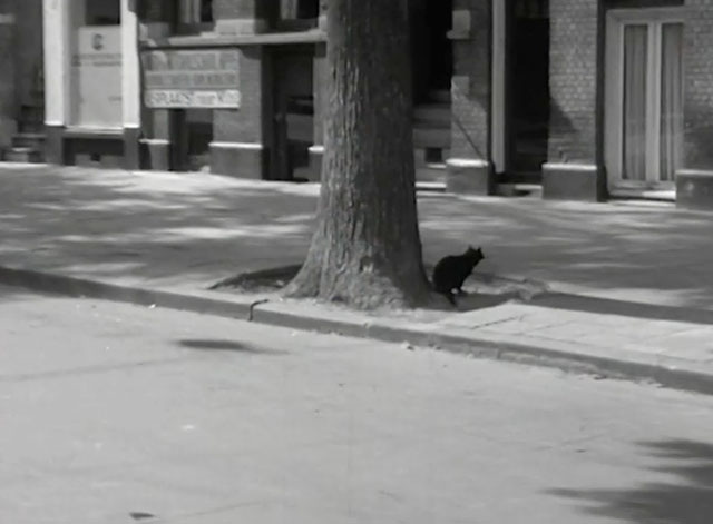 Operation Amsterdam - black cat on sidewalk by tree