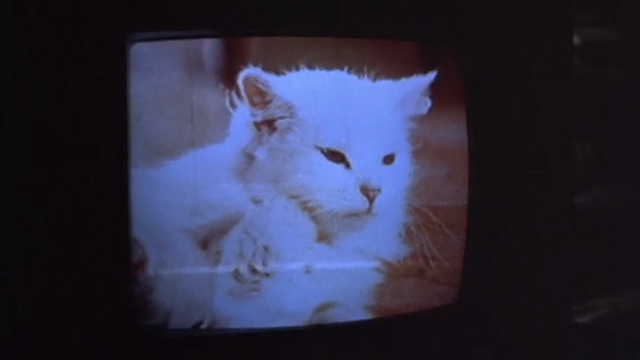 The Outside Man - longhair white cat mama with kittens on tv screen