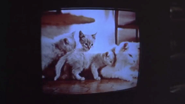 The Outside Man - longhair white cat mama with kittens on tv screen