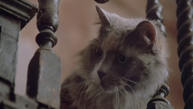 The Package - calico cat looking over edge of stair