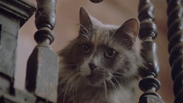 The Package - calico cat looking over edge of stair