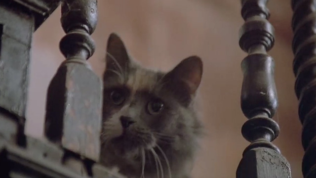 The Package - calico cat looking over edge of stair