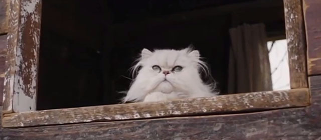 Patrick the Pug - white Persian cat Snowy looking out from treehouse window