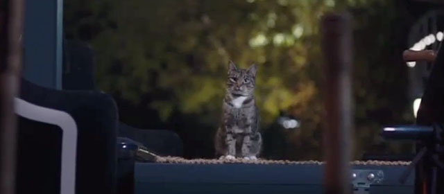 Patrick the Pug - tabby and white cat on boat