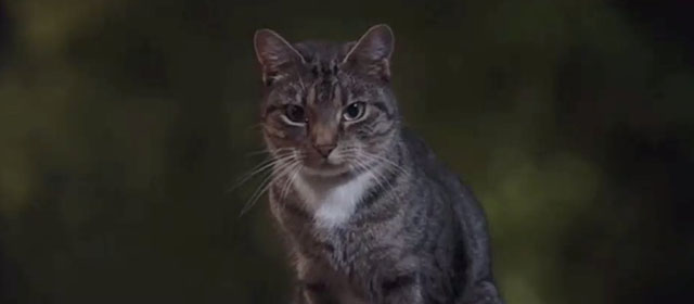 Patrick the Pug - tabby and white cat close