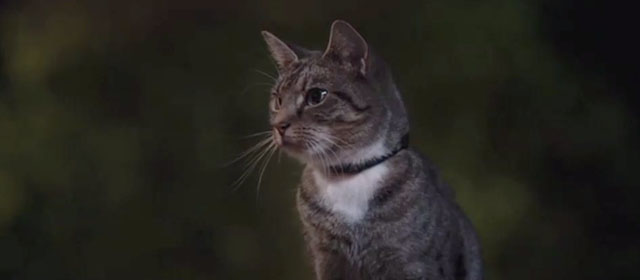 Patrick the Pug - tabby and white cat close