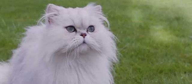 Patrick the Pug - white Persian cat Snowy looking up at house