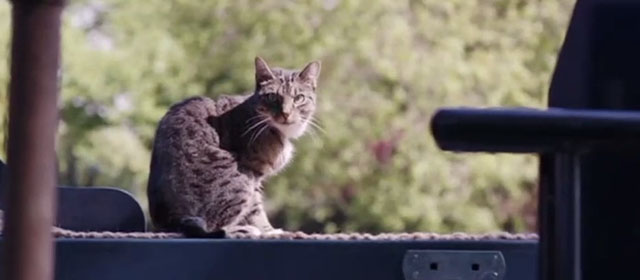 Patrick the Pug - tabby and white cat on boat