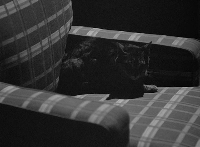 The Pearl of Death - tabby cat on armchair