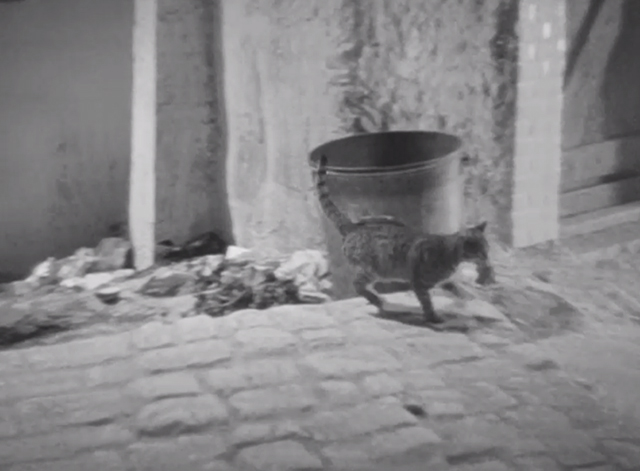 Pépé le Moko - tabby cat running with mouse in mouth in Casbah