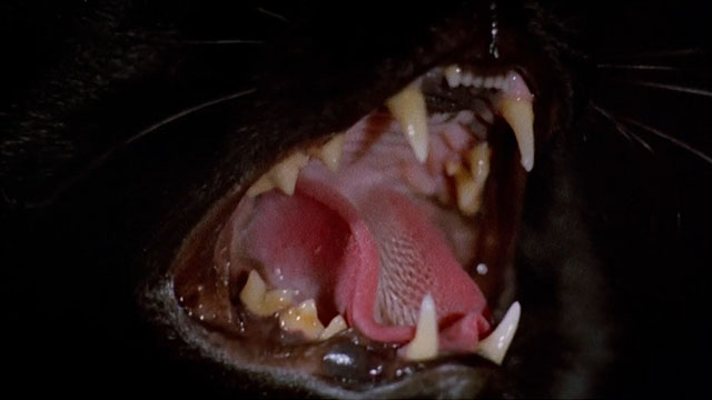 Perfume of the Lady in Black - Il profumo della signora in nero - black cat mouth snarling extreme close up