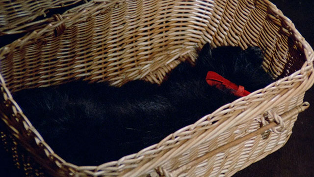 Perfume of the Lady in Black - Il profumo della signora in nero - dead fake body of black cat Chopin lying in basket