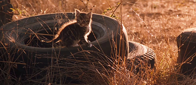 Phenomenon - tabby kitten on old tire in morning sun