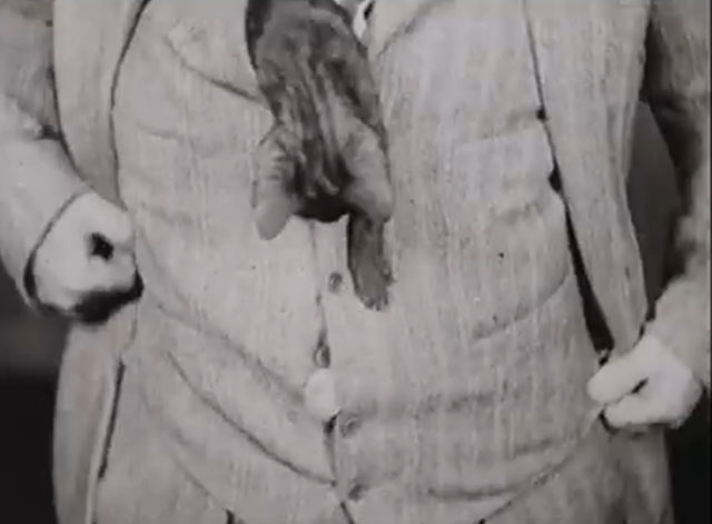 Poker Widows - tortoiseshell kitten eyeing mouse in man's jacket