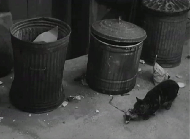 Postman's Knock - tabby cat near garbage cans