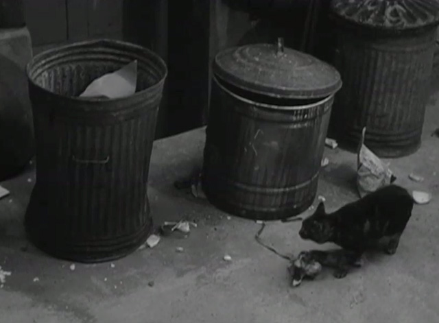 Postman's Knock - tabby cat near garbage cans