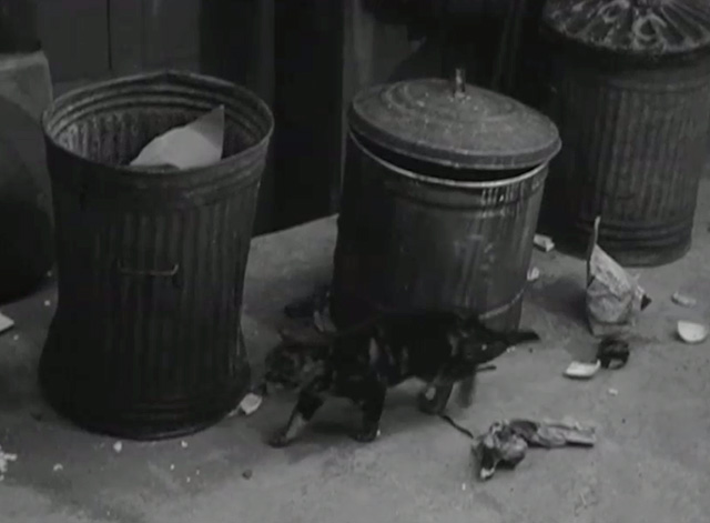 Postman's Knock - tabby cat near garbage cans