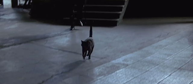 The Prestige - black cat running across floor