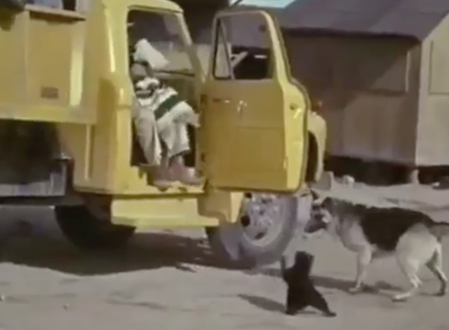 Rage - black cat Princessa fighting with German Shepherd dog