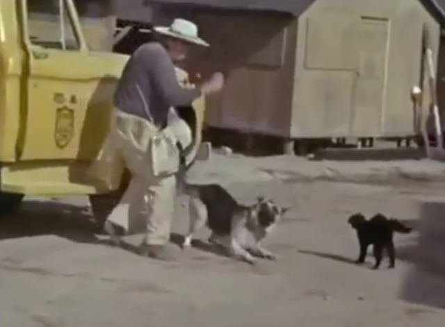 Rage - Fortunato José Elías Moreno trying to break up fight between black cat Princessa and German Shepherd dog