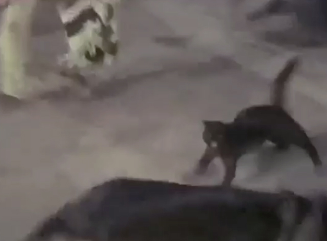 Rage - black cat Princessa fighting with German Shepherd dog